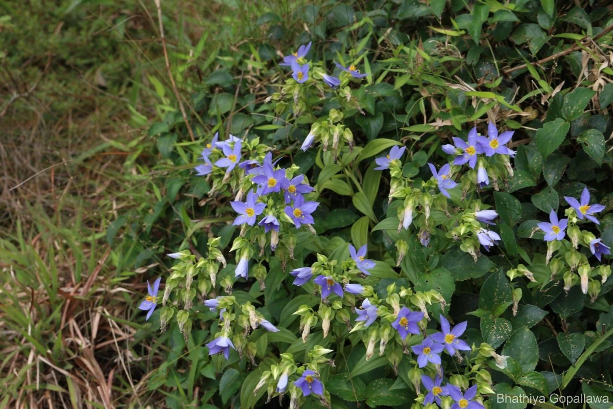 Exacum trinervium (L.) Druce